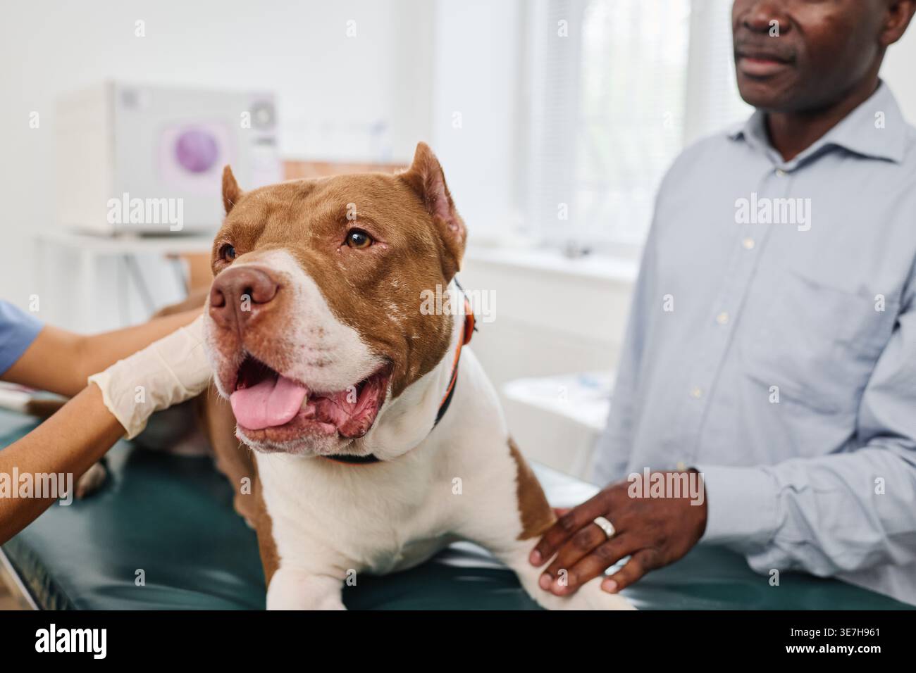 Vétérinaire hispanique examinant le corps du chien avec propriétaire mâle noir debout dans la clinique Banque D'Images