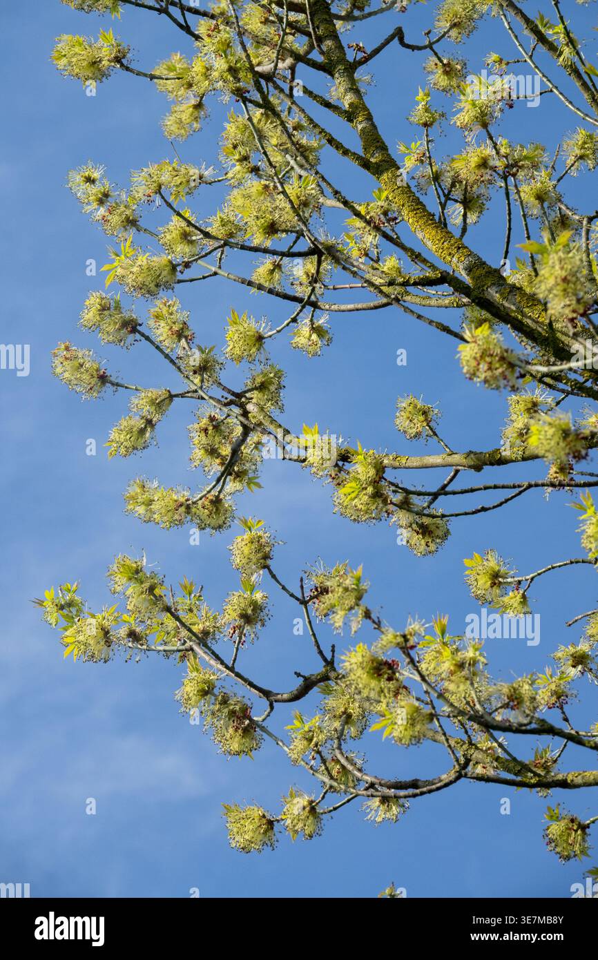Branches fleuries d'un érable Box Elder avec des fleurs jaunes sur un ciel bleu clair au début du printemps. Banque D'Images