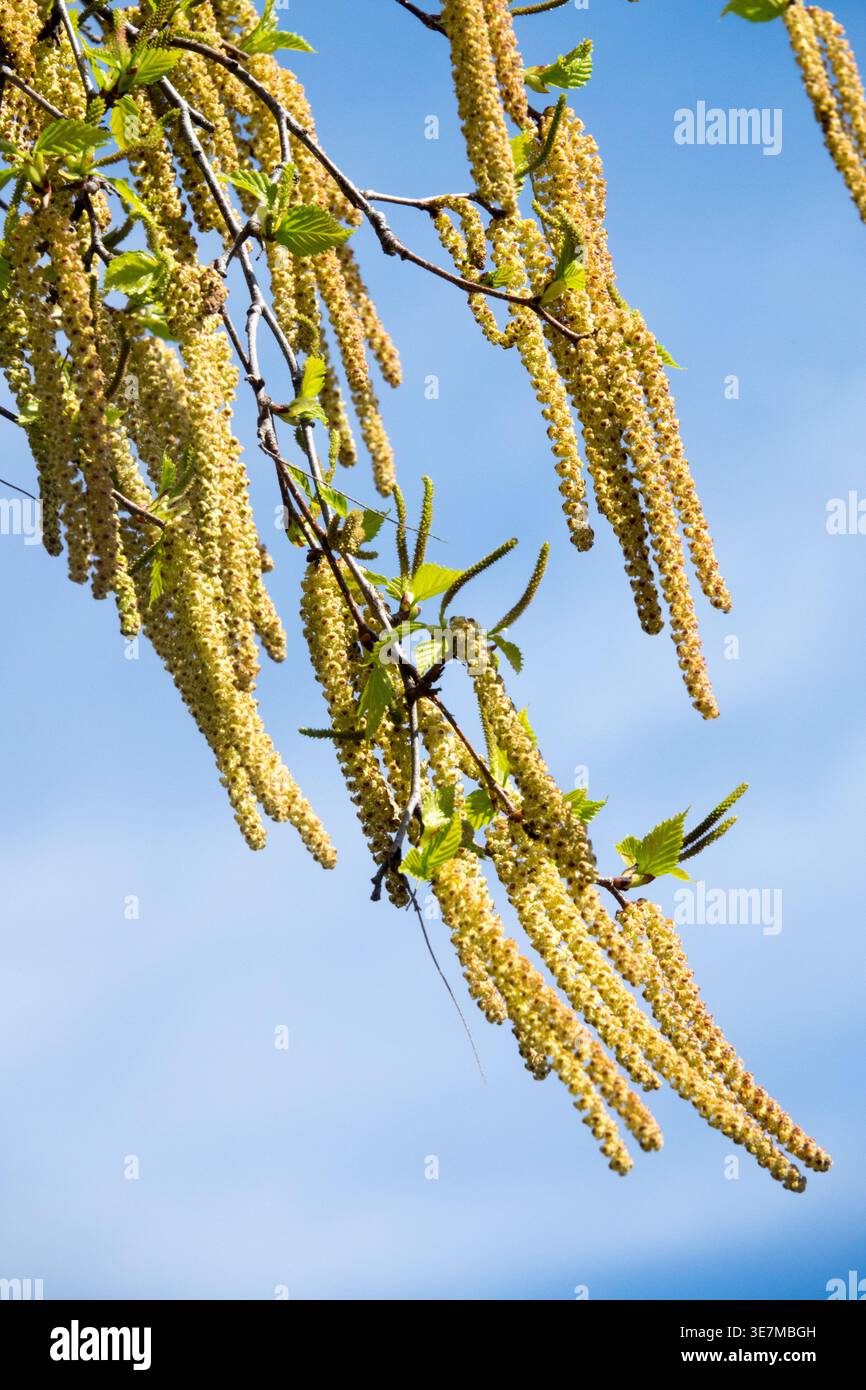 De longs chatons jaunes et des feuilles vertes fraîches sur une branche d'arbre de bouleau à papier fleuri contre un ciel bleu clair au début du printemps Banque D'Images
