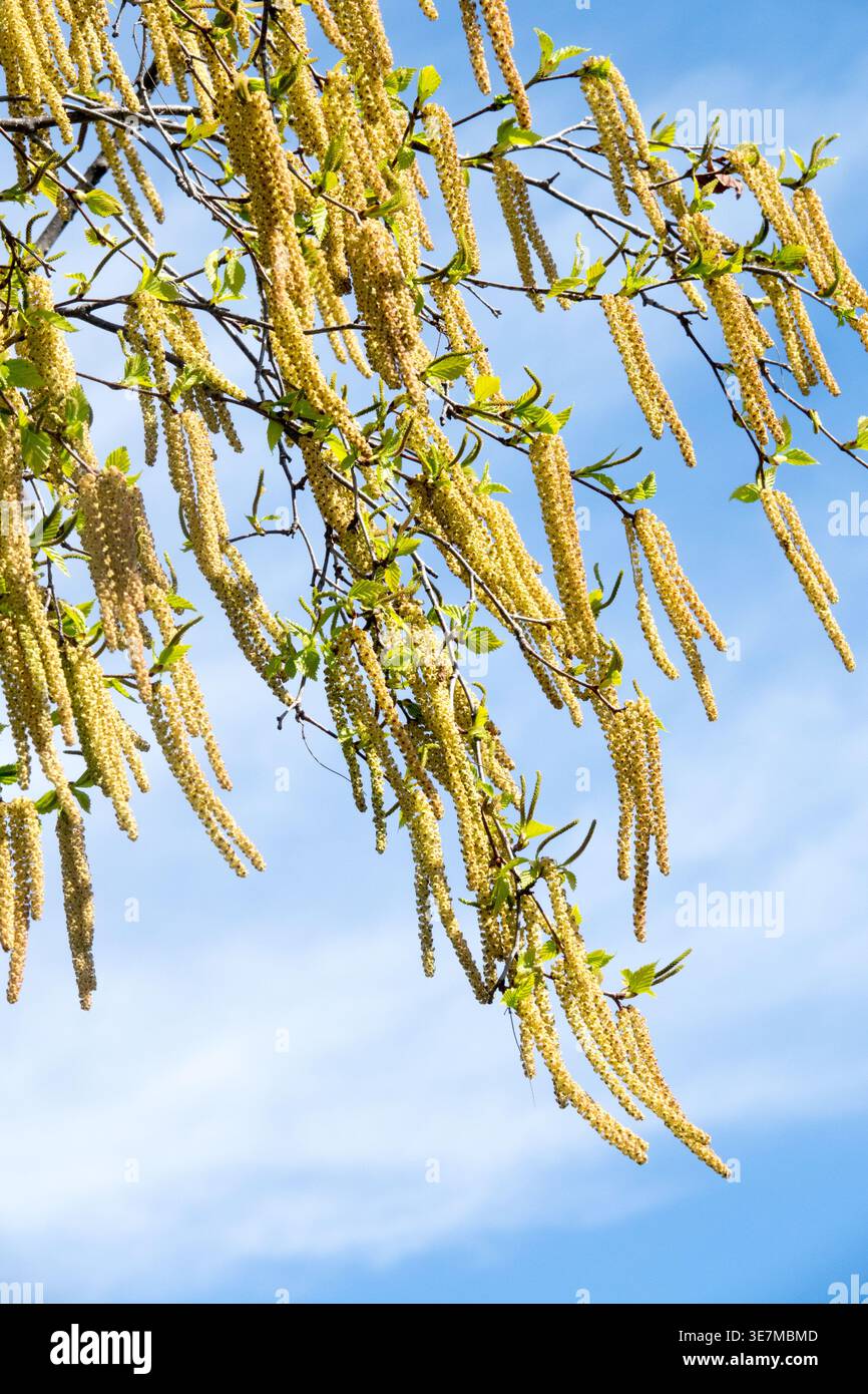 Branches d'arbre de bouleau à papier fleuri avec de longs chatons jaunes pleins de pollen se balançant dans le vent contre un ciel bleu au début du printemps Banque D'Images