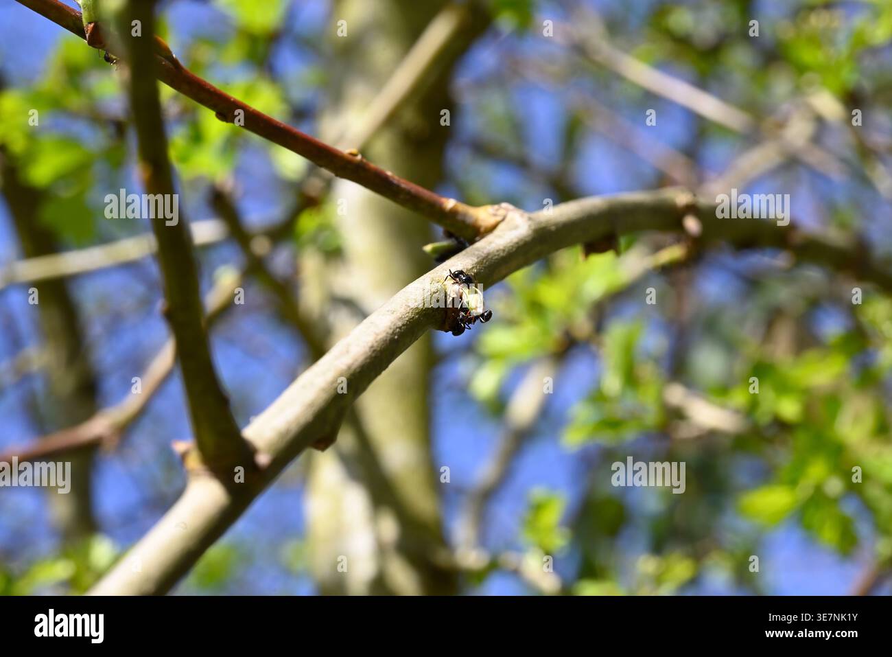 Détail des fourmis tapant les poux de vigne. Pour obtenir le miellat (qui est produit par les poux de vigne), les fourmis les tapent. Hambourg, Allemagne. Banque D'Images