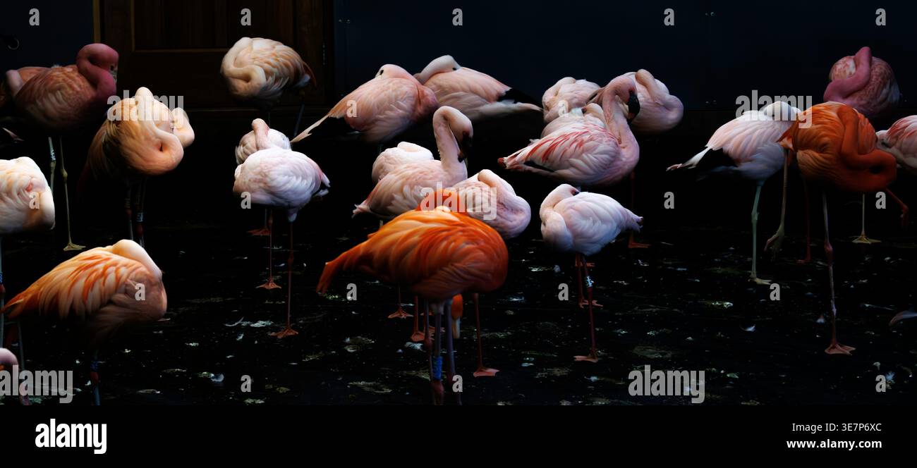 Slibridge - Flamingos à l'intérieur de leur maison d'hiver Banque D'Images