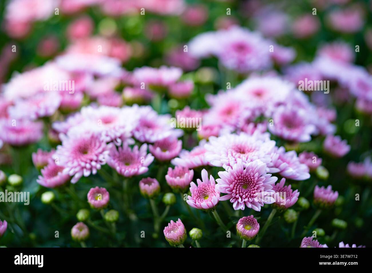 Macro de belles fleurs de chrysanthème nain rose fleuri (chrysanthème morifolium) avec un espace de copie bokeh rose et vert doux pour le texte. Banque D'Images