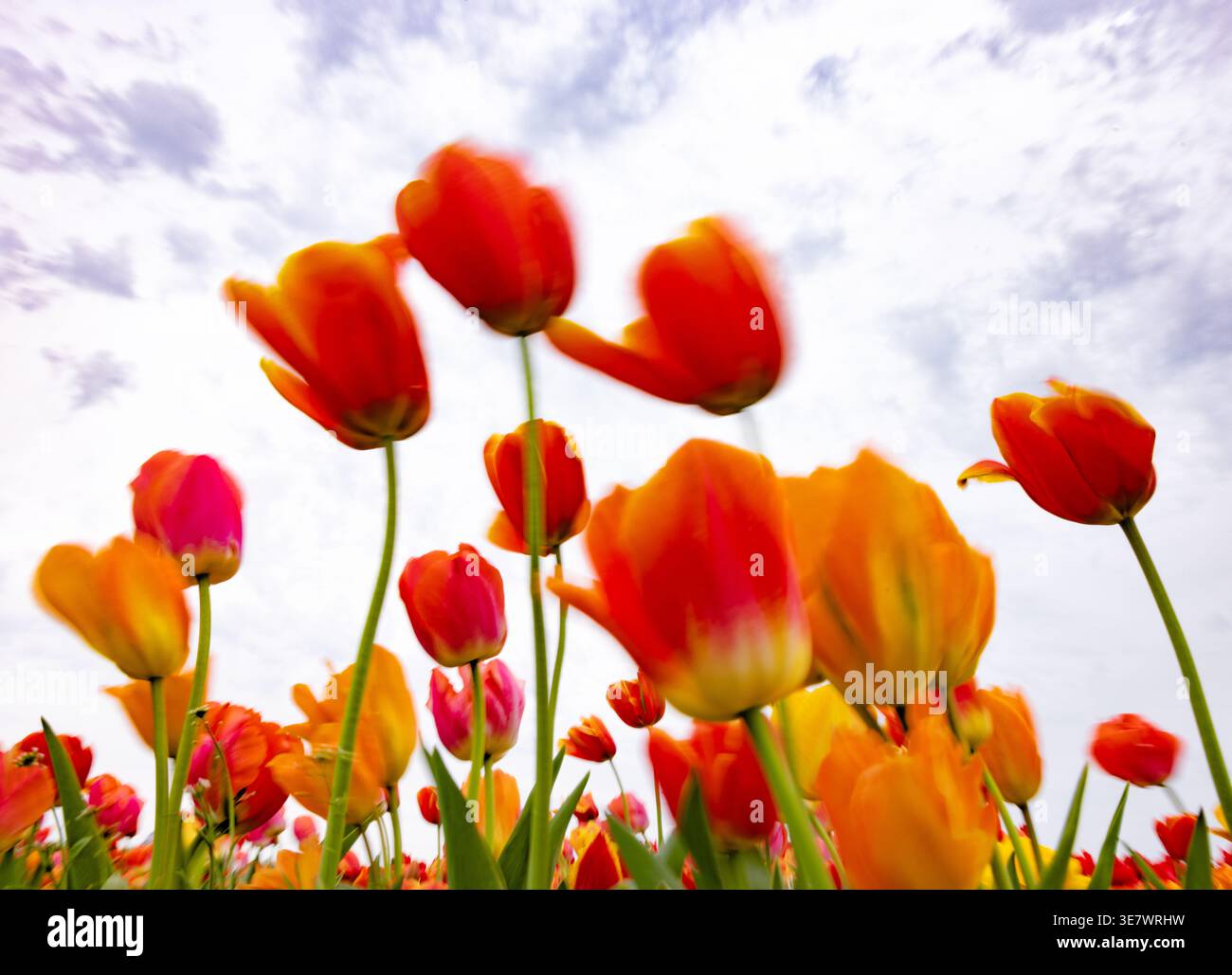 Tulipes colorées orange et rouge vues d'en bas sur un fond de ciel, montrant un flou de mouvement dans le vent. Fleurs de tulipe Banque D'Images