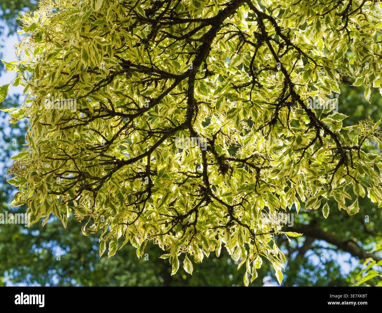 Feuillage vert et crème rétro-éclairé de l'arbre à gâteau de mariage rustique, Cornus controversa « variegata » Banque D'Images