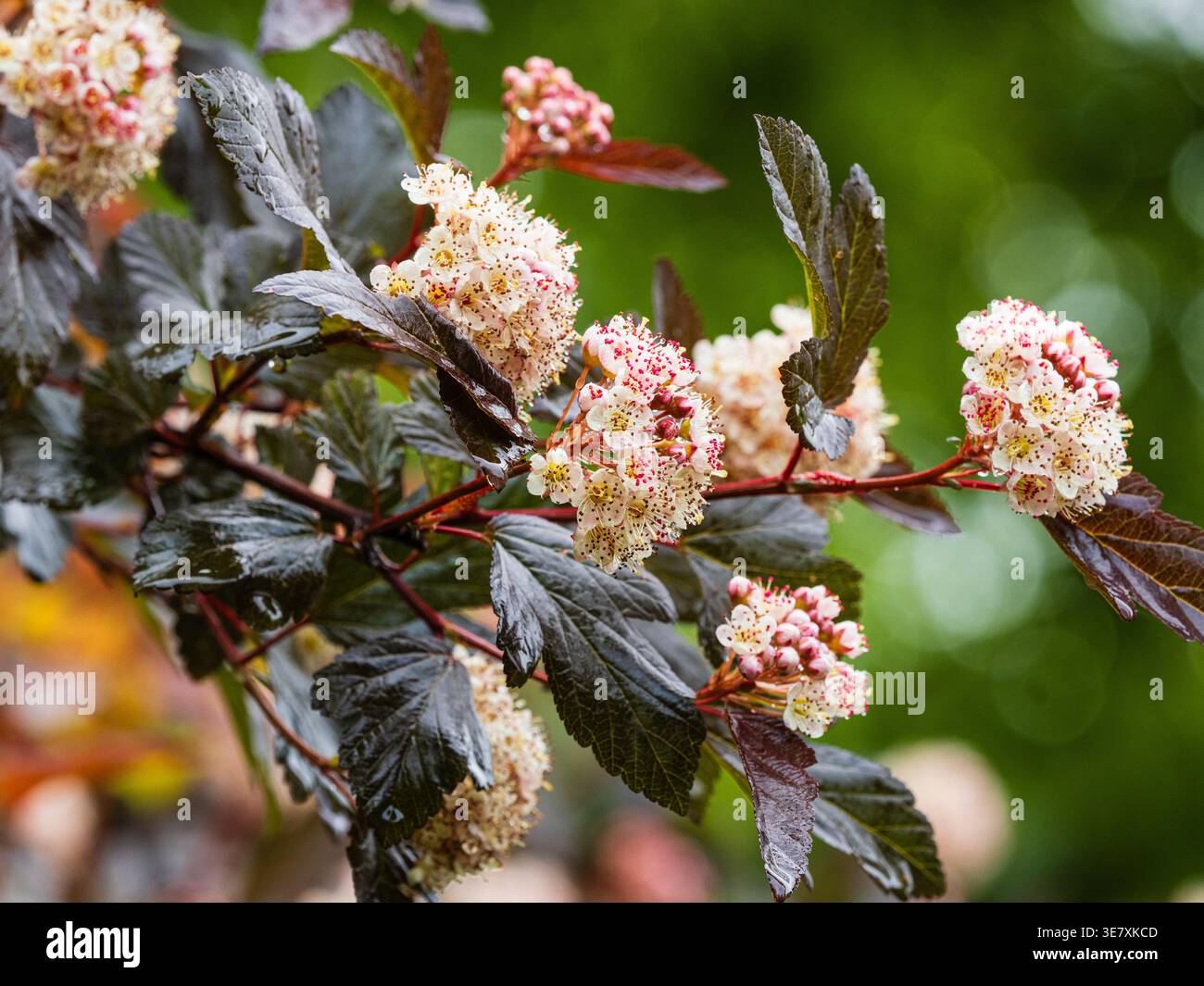 Feuillage printanier en bronze et fleurs blanches de l'arbuste à feuilles caduques rustiques Physocarpus opulifolius 'Diable D'Or' Banque D'Images