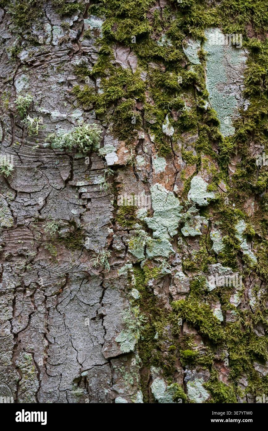 Vue détaillée de l'écorce d'arbre rugueuse avec des taches de mousse verte vibrante et de lichen pâle poussant sur sa surface Banque D'Images