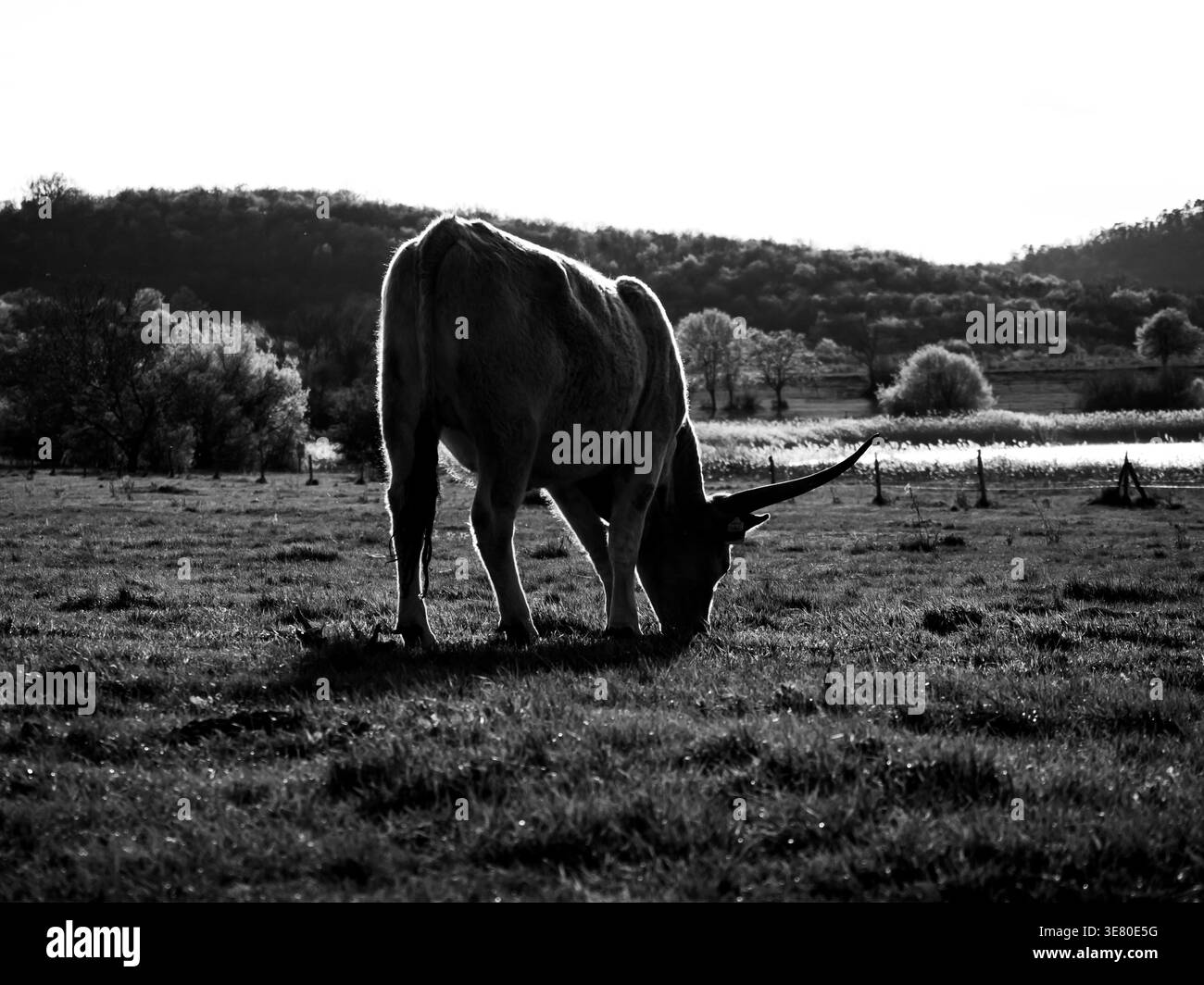 Tihany Hongrie, faune, animaux, teckel, vache, église Banque D'Images
