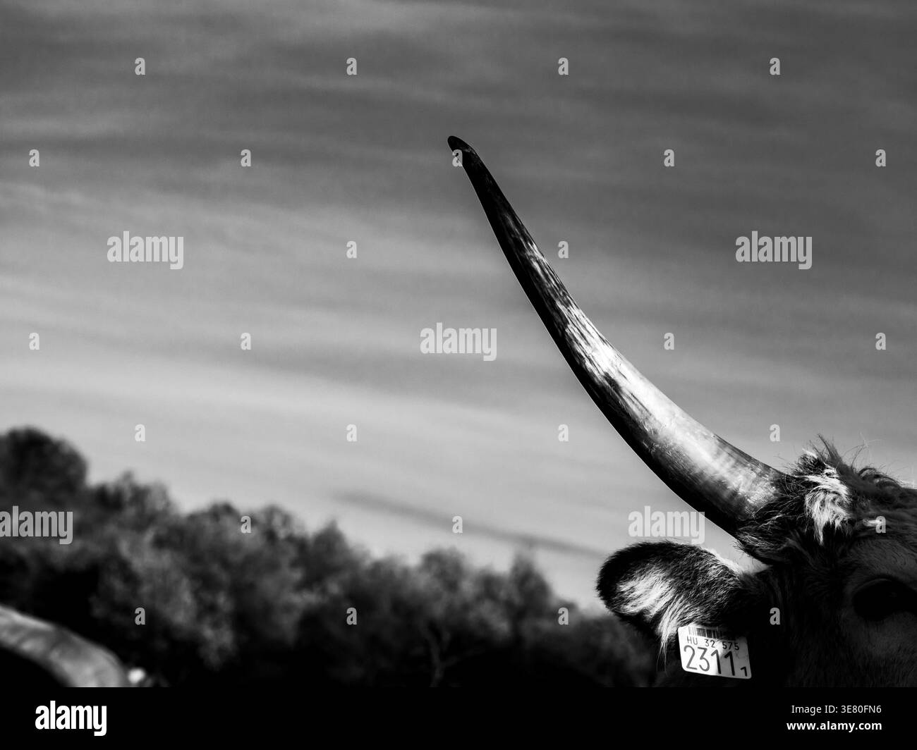 Tihany Hongrie, faune, animaux, teckel, vache, église Banque D'Images