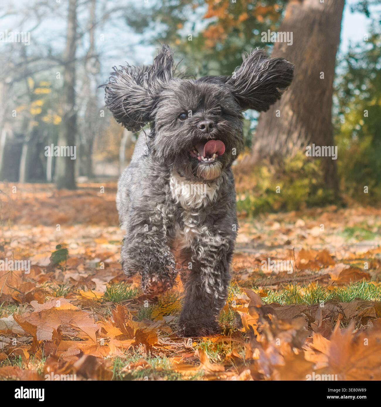 chien shih tzu courant vers la caméra Banque D'Images