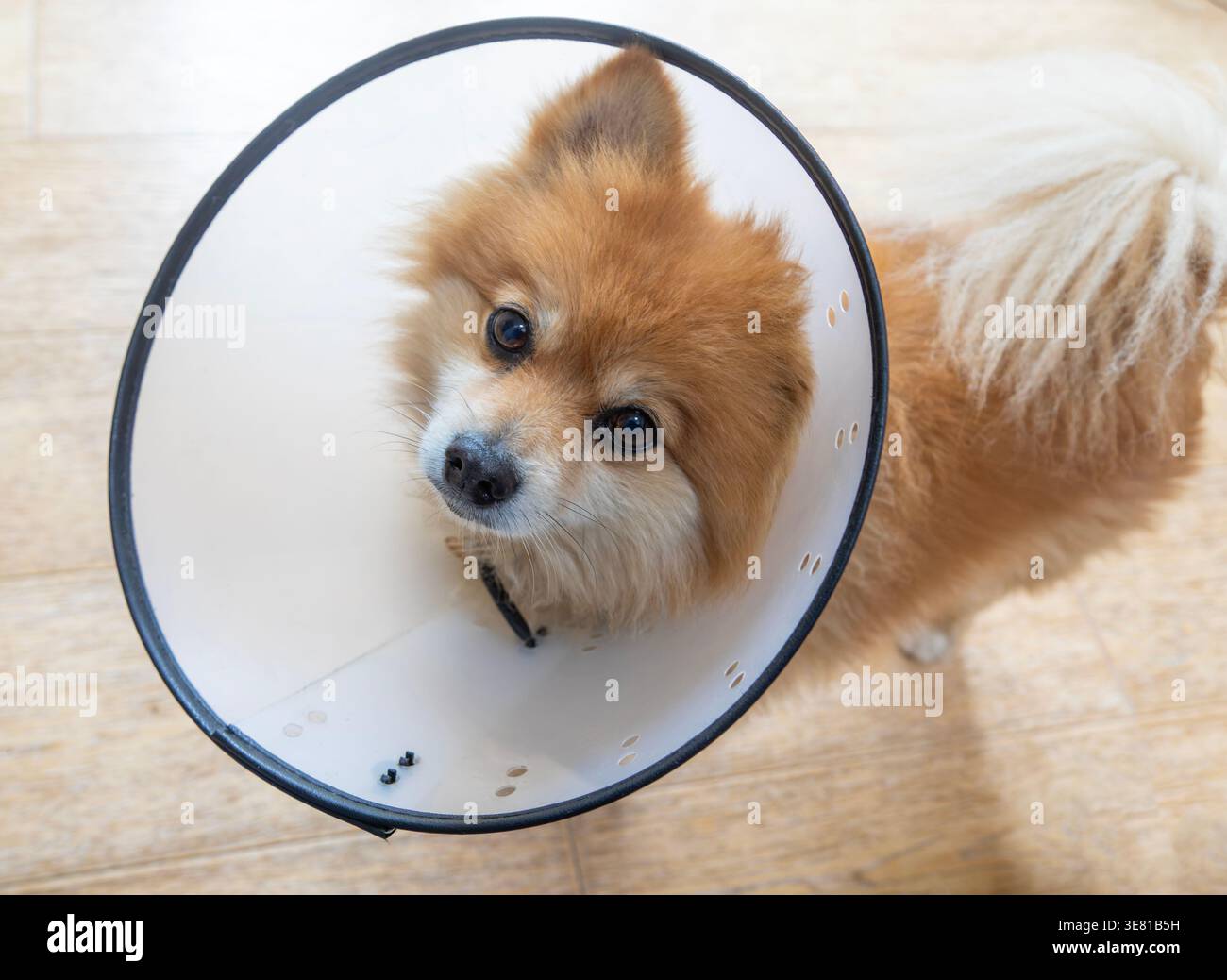 Chien Poméranie portant un collier élisabéthain Banque D'Images