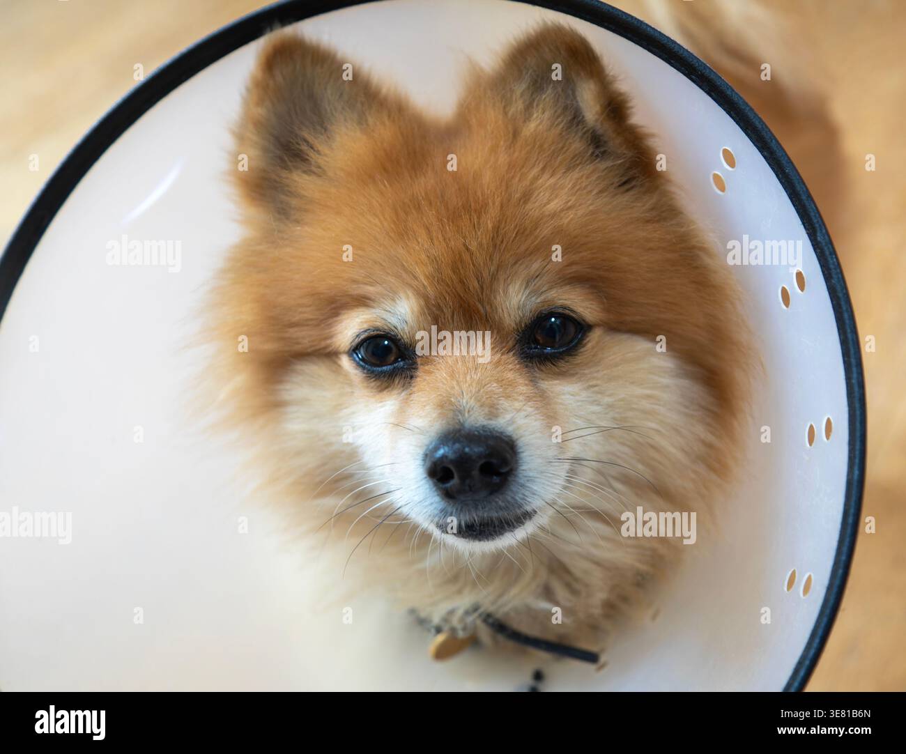 Chien Poméranie portant un collier élisabéthain Banque D'Images