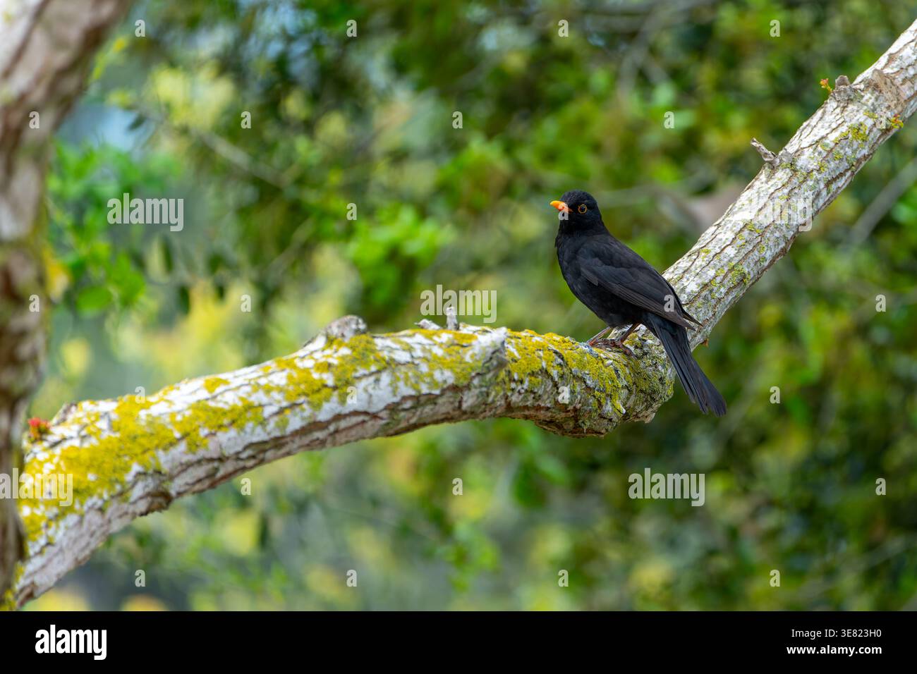 Mâle gros noir commun (Turdus merula) Banque D'Images