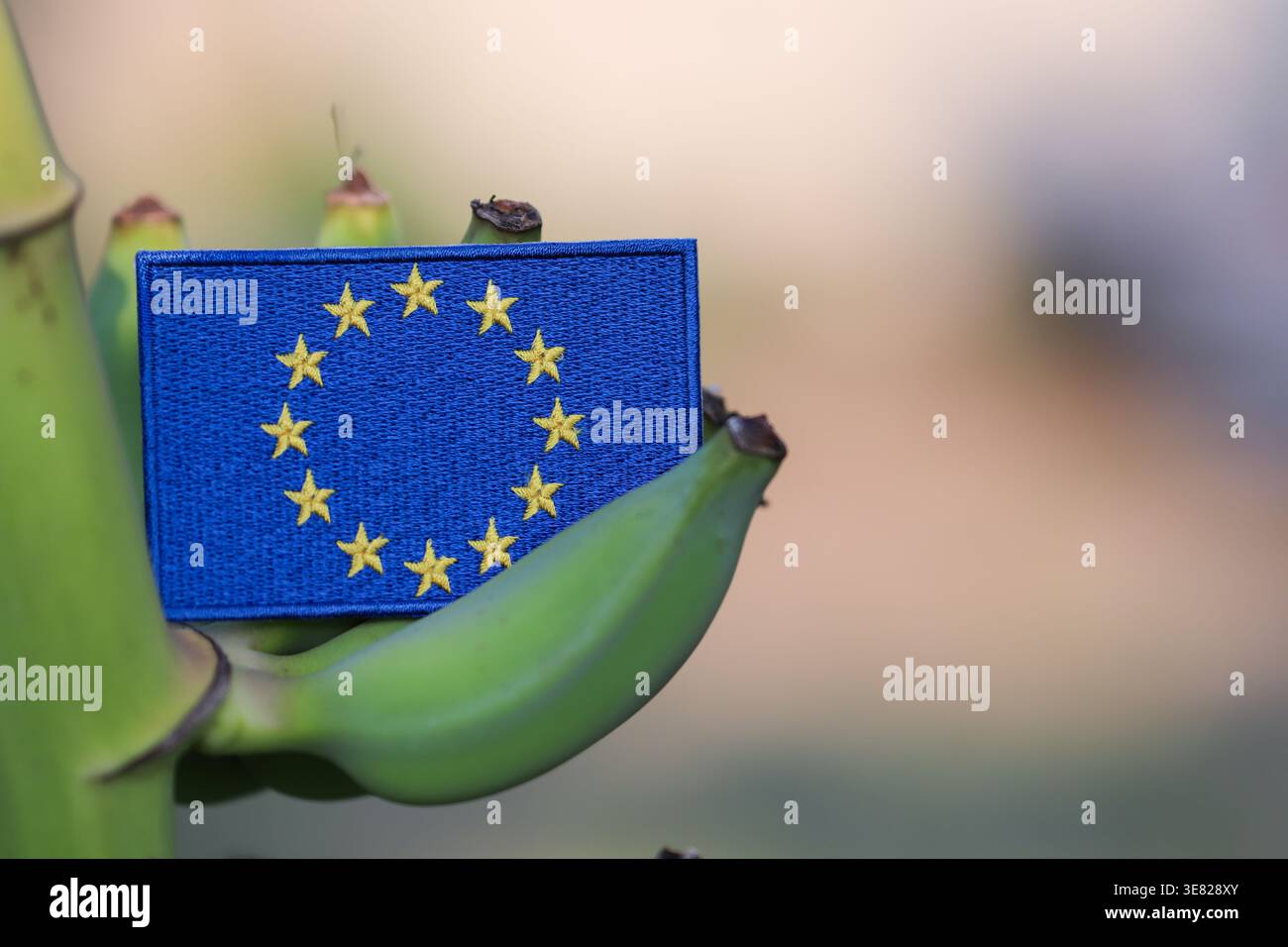Drapeau de l'Union européenne sur la grappe de bananes avec espace de copie dans la lumière tropicale du soleil, symbolisant l'agriculture durable et le commerce mondial. Banque D'Images