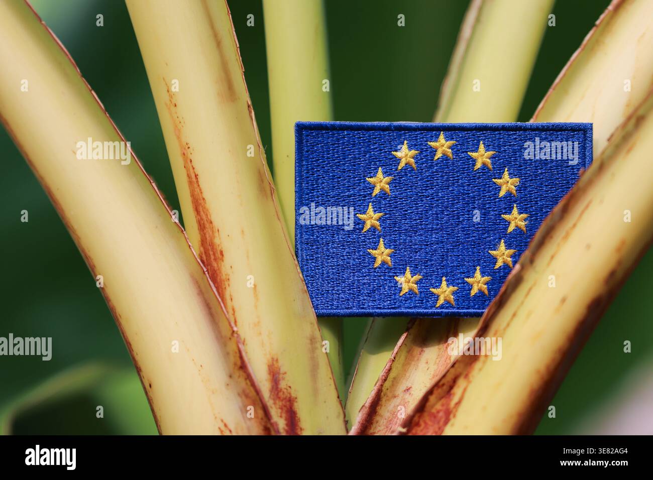 Drapeau de l'Union européenne sur la tige du bananier à la lumière du soleil, symbolisant la durabilité mondiale, l'économie verte et la coopération internationale. Banque D'Images