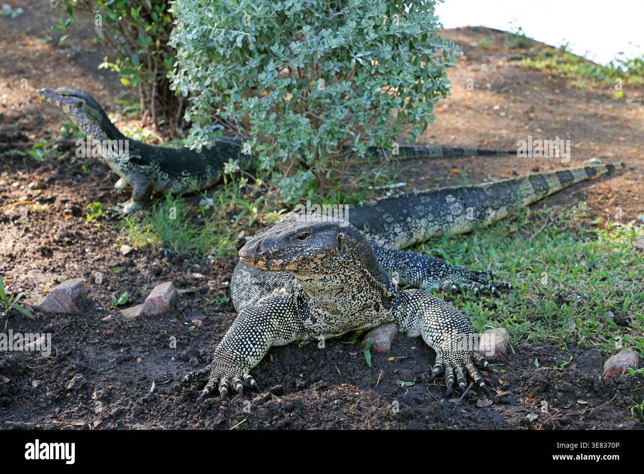 Lézard géant de l'eau asiatique, Varanus Salvator, dans le parc Lumphini, à Bangkok, Thaïlande Banque D'Images