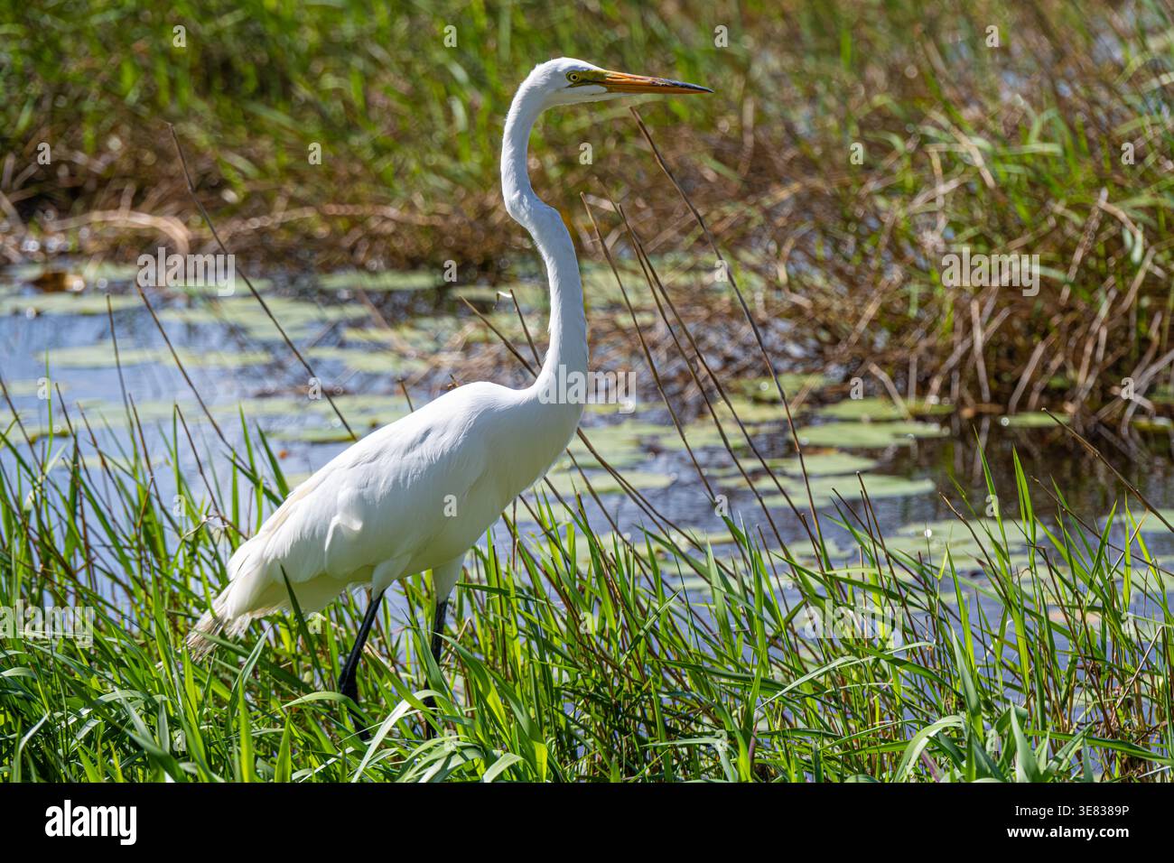 Grande aigrette (Ardea alba) le long de la rive du lac Minneola à Clermont, Floride. (ÉTATS-UNIS) Banque D'Images