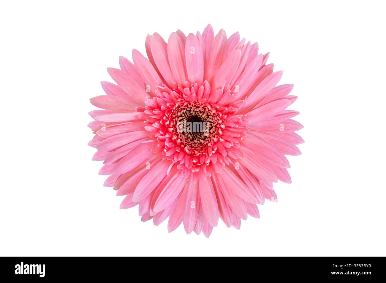 Fleur de gerbera rose isolée sur fond blanc ou transparent. Banque D'Images