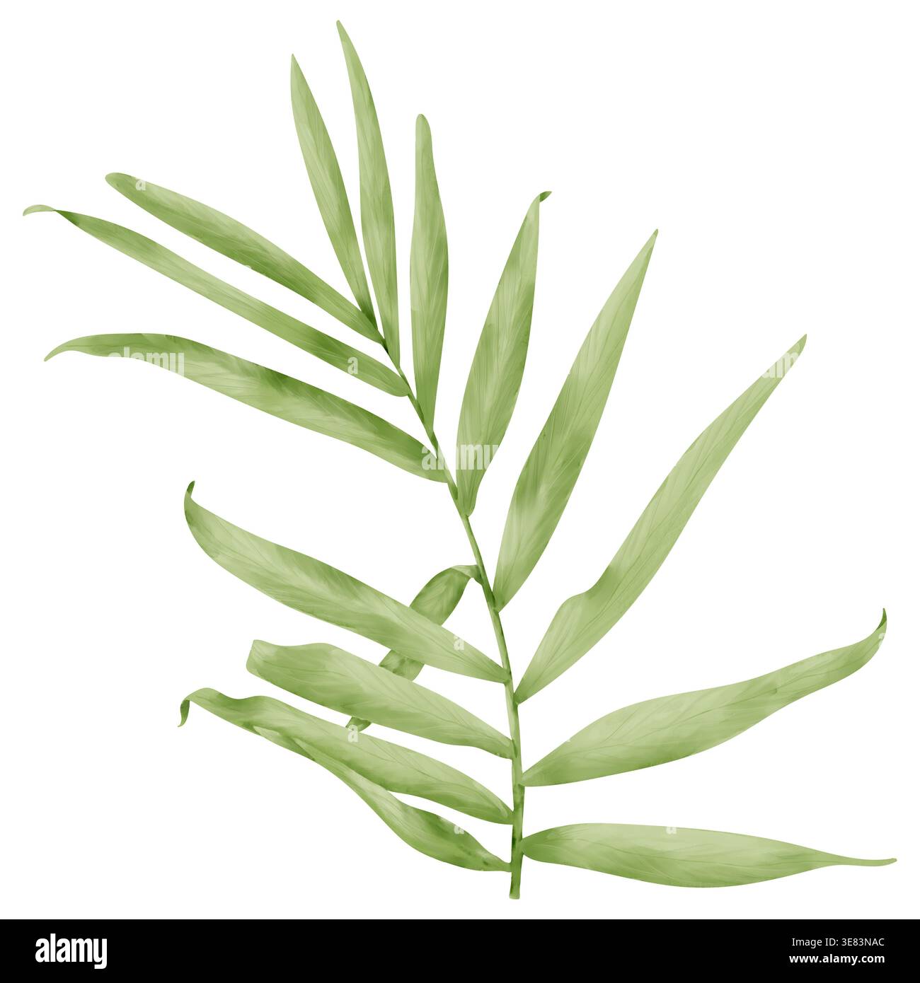 Feuille de palmier, dessinée à la main. Illustration aquarelle. Une plante tropicale est isolée sur un fond blanc. Feuillage du cocotier de la jungle. Pas IA Banque D'Images