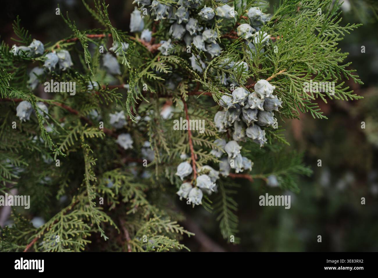 Une image d'un bouquet de baies de genièvre sur une branche verte Banque D'Images
