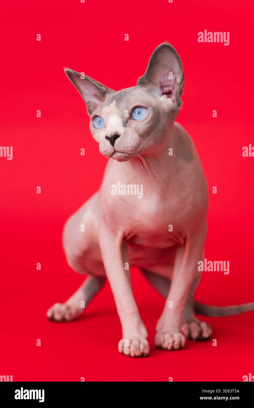 Gracieux chat Sphynx avec des yeux bleus frappants pose élégamment sur fond rouge vif. Mise au point sélective sur les yeux du chat Banque D'Images