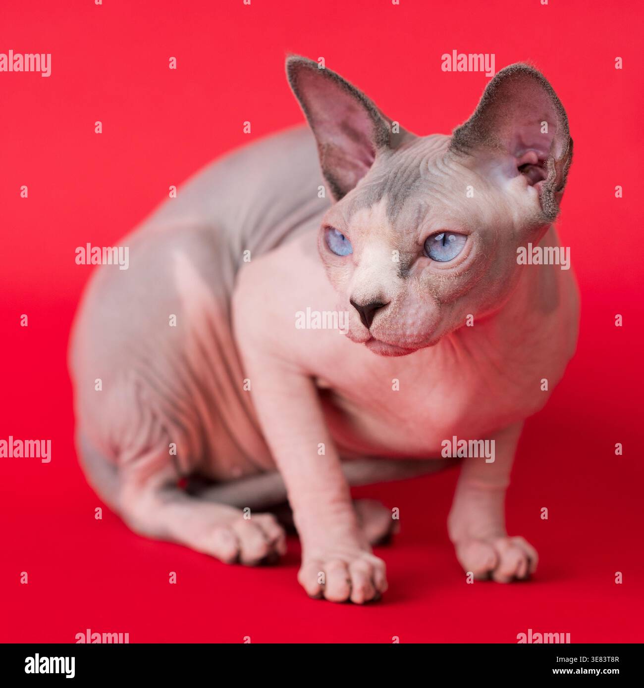 Chat sphynx sans poils frappant avec des yeux bleus perçants pose sur fond rouge vif. Aspect félin unique sur le côté, mettant en valeur les plis distinctifs de la peau et Banque D'Images