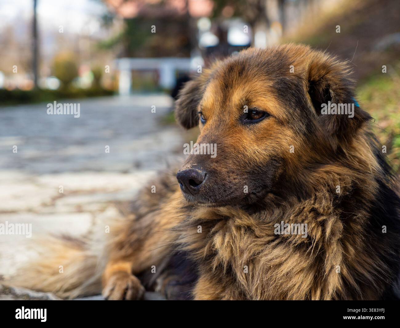 Portrait de chien de rue à Dilijan, province de Tavush, Arménie Banque D'Images