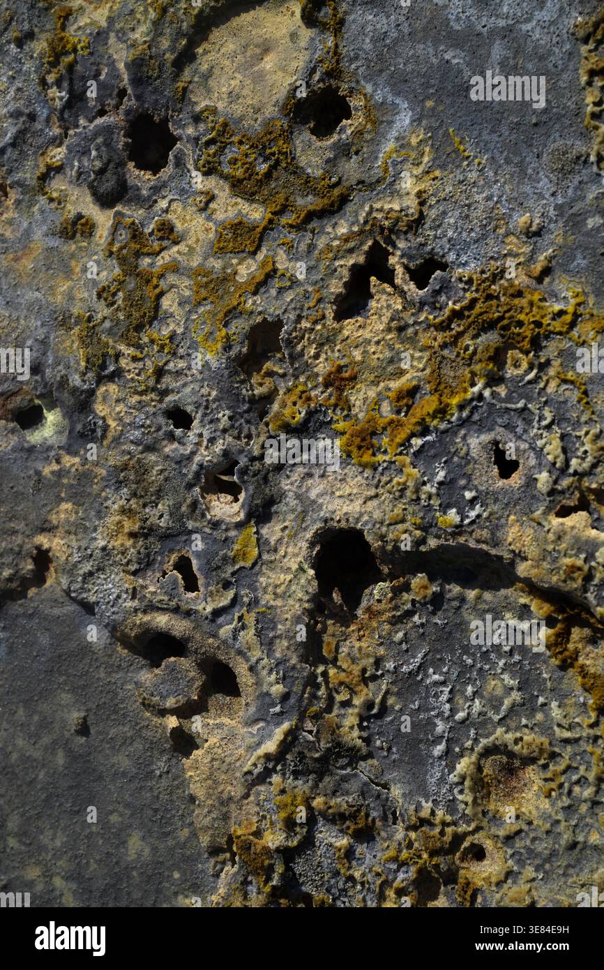 Vue d’une surface texturée révélant une tapisserie de gris et d’ocre, gravée de motifs organiques, dans un gros plan qui capture l’essence du temps et de l’ocre Banque D'Images
