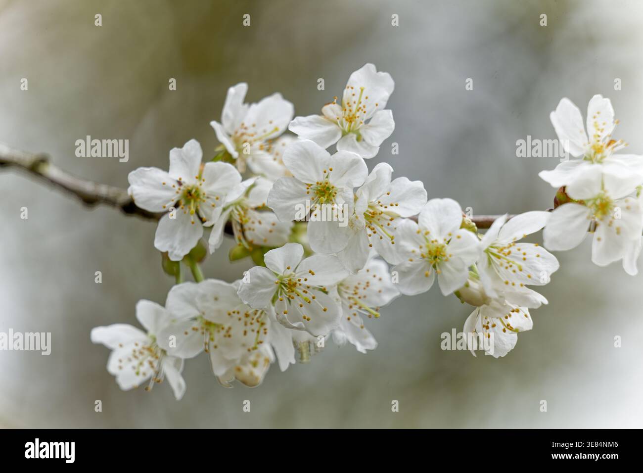 Cerisiers en fleurs en Allemagne 2026 Banque D'Images