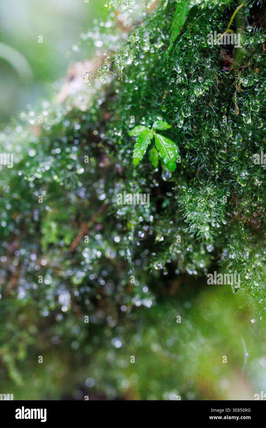Macro de mousse verte luxuriante recouverte de gouttelettes de rosée avec une petite feuille brillante, fond bokeh doux, atmosphère de forêt humide fraîche. Banque D'Images