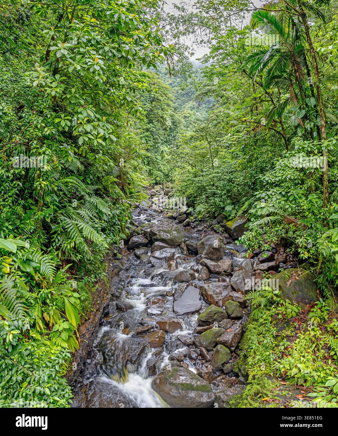 Rivière rivière du Grand Carbet près de la deuxième cascade de la cascade du Carbet - île des Caraïbes Guadeloupe Banque D'Images