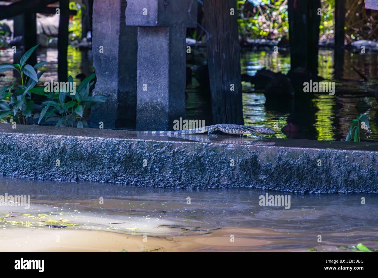 Asian Water Monitor Lizard avec Striped Tail nage près de bateaux en bois au Damnoen Saduak Floating Market, Thaïlande Banque D'Images