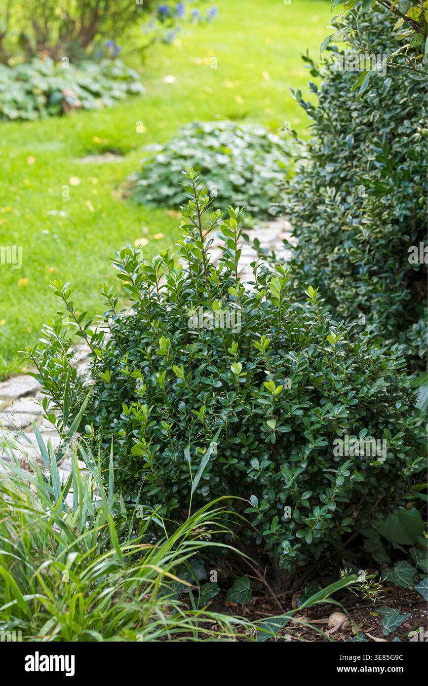 (Ilex crenata 'Caroline Upright') Banque D'Images