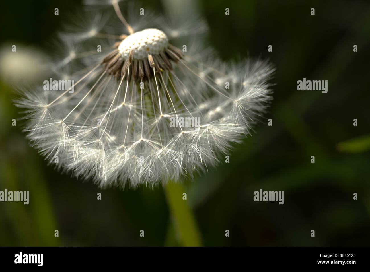 Macro shot de graines de pissenlit au printemps. Banque D'Images