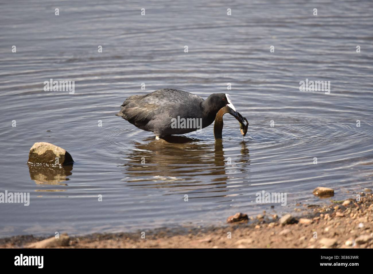 Eurasian Coot (Fulica atra) tirant sur une ceinture de pantalon coincée au fond d'un lac peu profond, pris dans un parc de campagne dans le Staffordshire, Royaume-Uni au printemps Banque D'Images