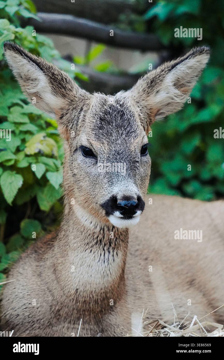 Jeune chevreuil reposant sur du foin dans la forêt, portrait de la faune, gros plan Banque D'Images
