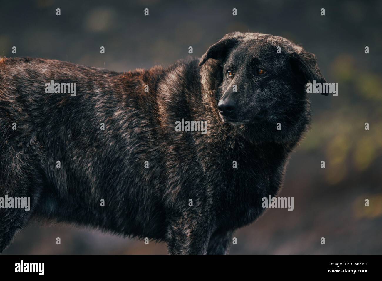 Portrait en gros plan Moody d'un chien errant bringé debout à l'extérieur à la Palma, îles Canaries, Espagne, avec une lumière naturelle douce et un fond flou. Banque D'Images