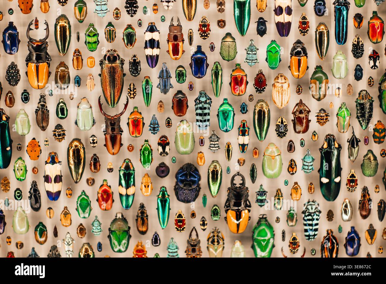 Tableau vibrant de coléoptères préservés épinglés en rangées, montrant des couleurs irisées et des formes diverses. Musée d'histoire naturelle entomologie collection backgrou Banque D'Images