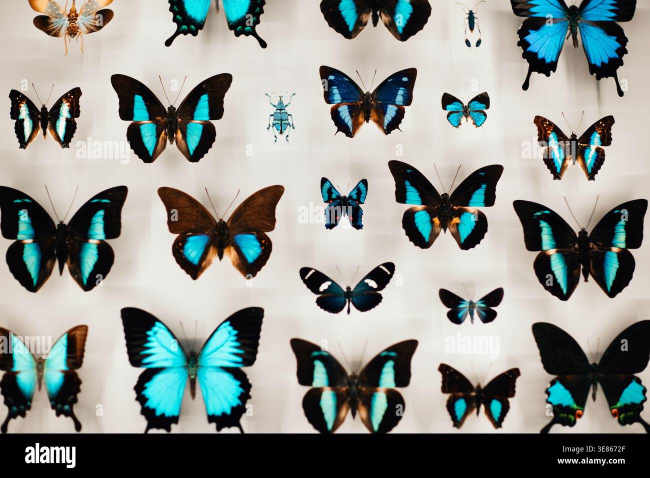 Papillons bleus et noirs assortis épinglés et affichés sur un fond blanc propre, formant une collection d'histoire naturelle vibrante avec une aile frappante PA Banque D'Images