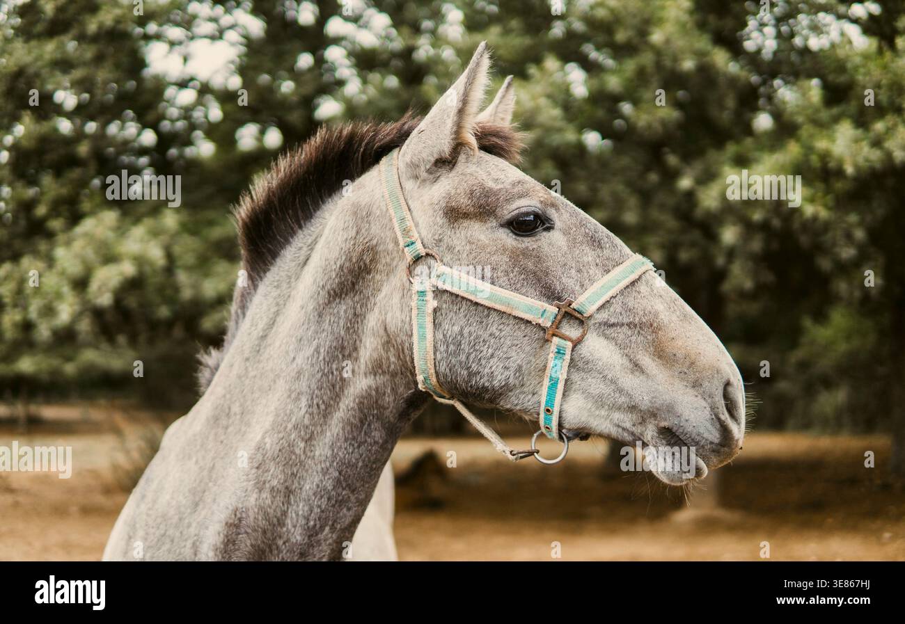 Portrait rapproché d'un cheval gris debout dans un champ sauvage avec des arbres moelleux derrière, capturant un esprit calme et libre et une atmosphère de campagne naturelle. Banque D'Images