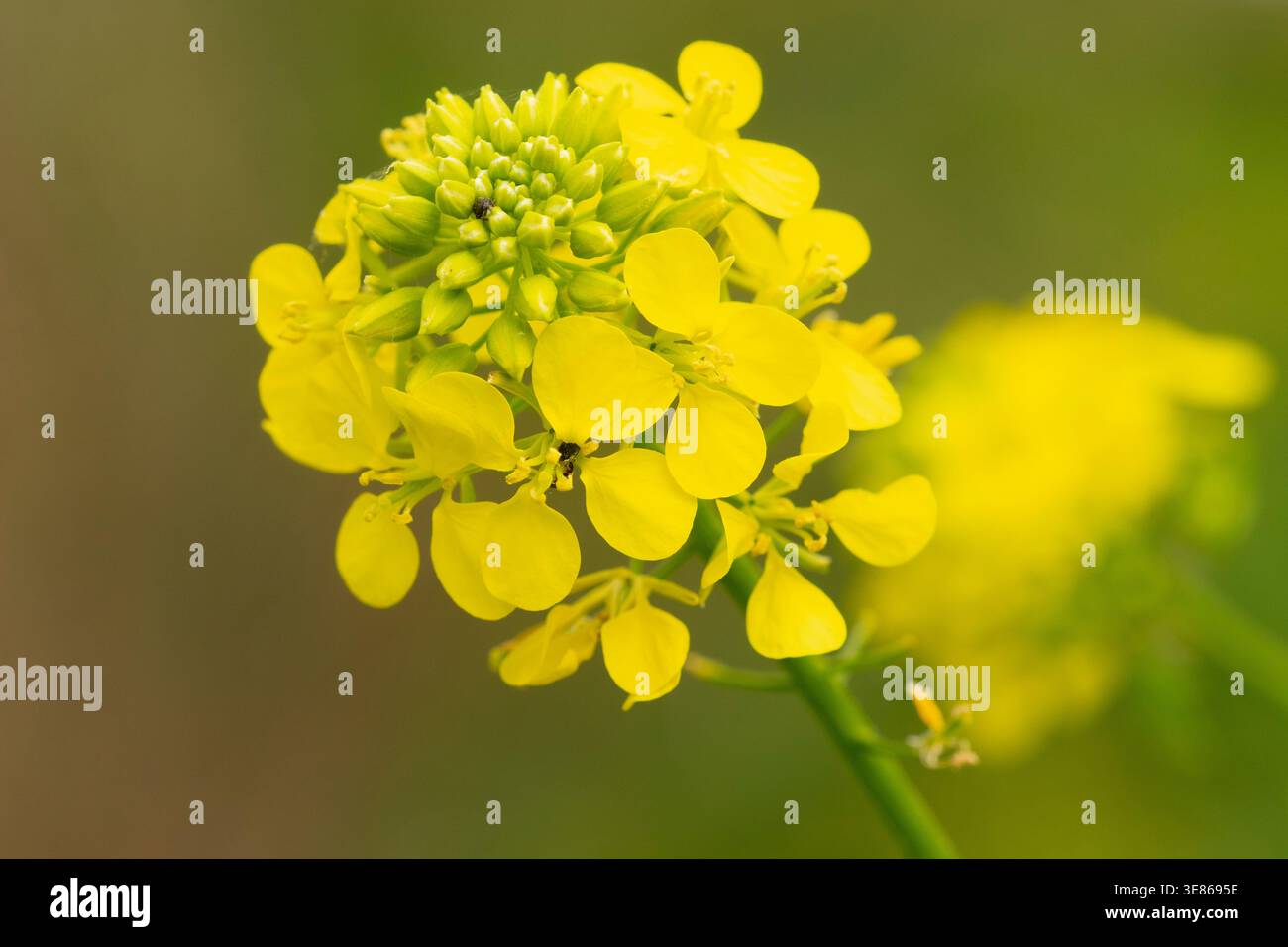 Macro gros plan d'un amas de fleurs de moutarde jaune vif avec des pétales délicats et des bourgeons frais, isolé sur un fond bokeh vert lisse en natu Banque D'Images