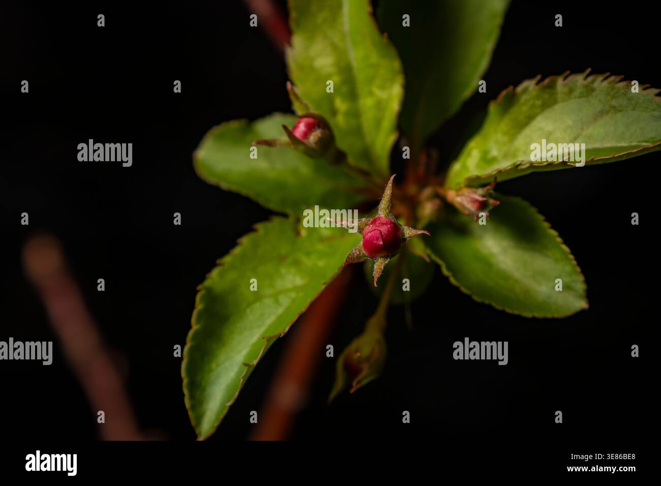 Une macro photographie de feuilles vertes émergentes et de petits boutons floraux rouges sur un fond sombre, capturant la croissance printanière. Banque D'Images
