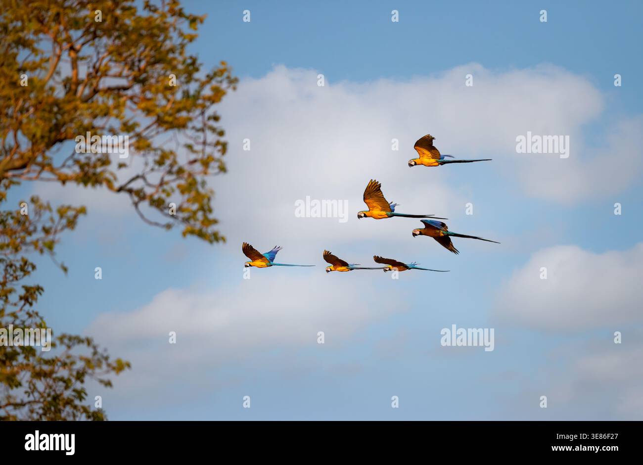 Un groupe vibrant d'aras bleus et jaunes (Ara ararauna) en vol sur fond naturel dans le Pantanal, Brésil. Banque D'Images