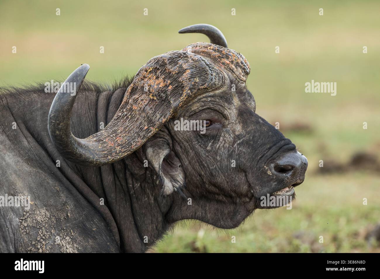 Gros plan d'un buffle du Cap (Syncerus caffer caffer) assis sur le sol dans le parc national Kruger Banque D'Images