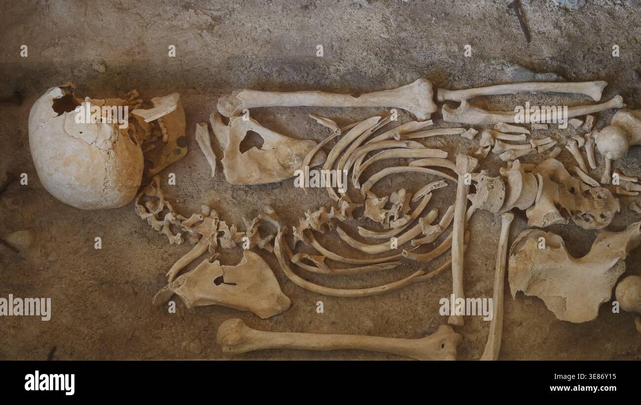 Les restes squelettiques d'une tombe datant de l'époque romaine sont exposés au musée de winchester City Banque D'Images