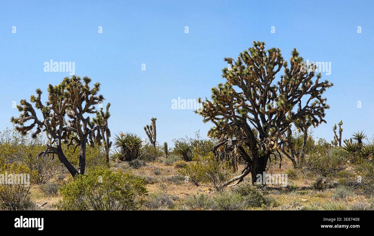 Arbres de Joshua dans paysage de désert ensoleillé. Vaste scène désertique avec des arbres de Joshua, des arbustes secs et un ciel bleu ouvert, montrant la beauté sauvage d'un aride Banque D'Images