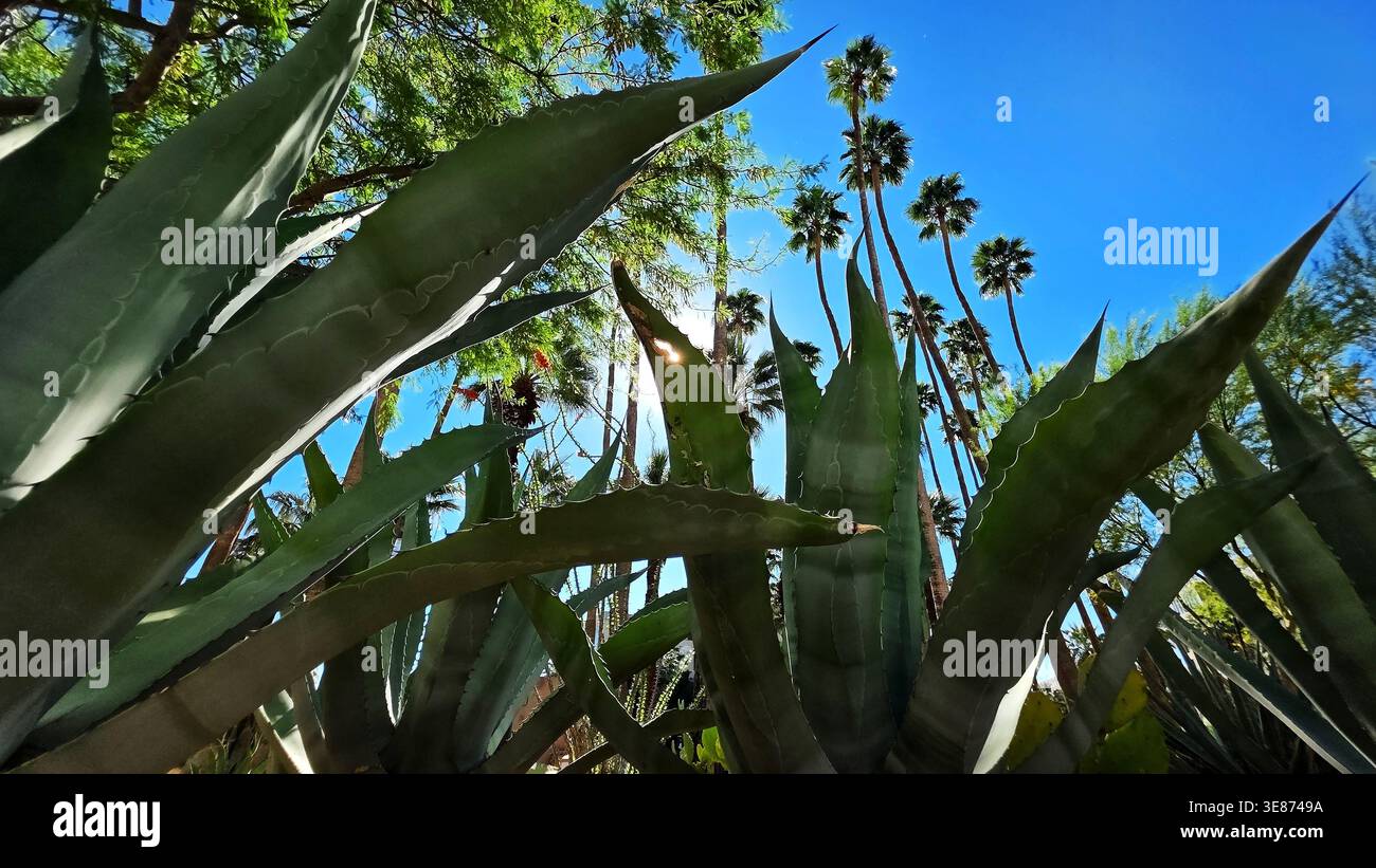 Vue en angle bas de l'agave et des palmiers. Prise de vue spectaculaire en bas angle de feuilles d'agave et de grands palmiers contre un ciel bleu vif, mettant en valeur le désert Banque D'Images