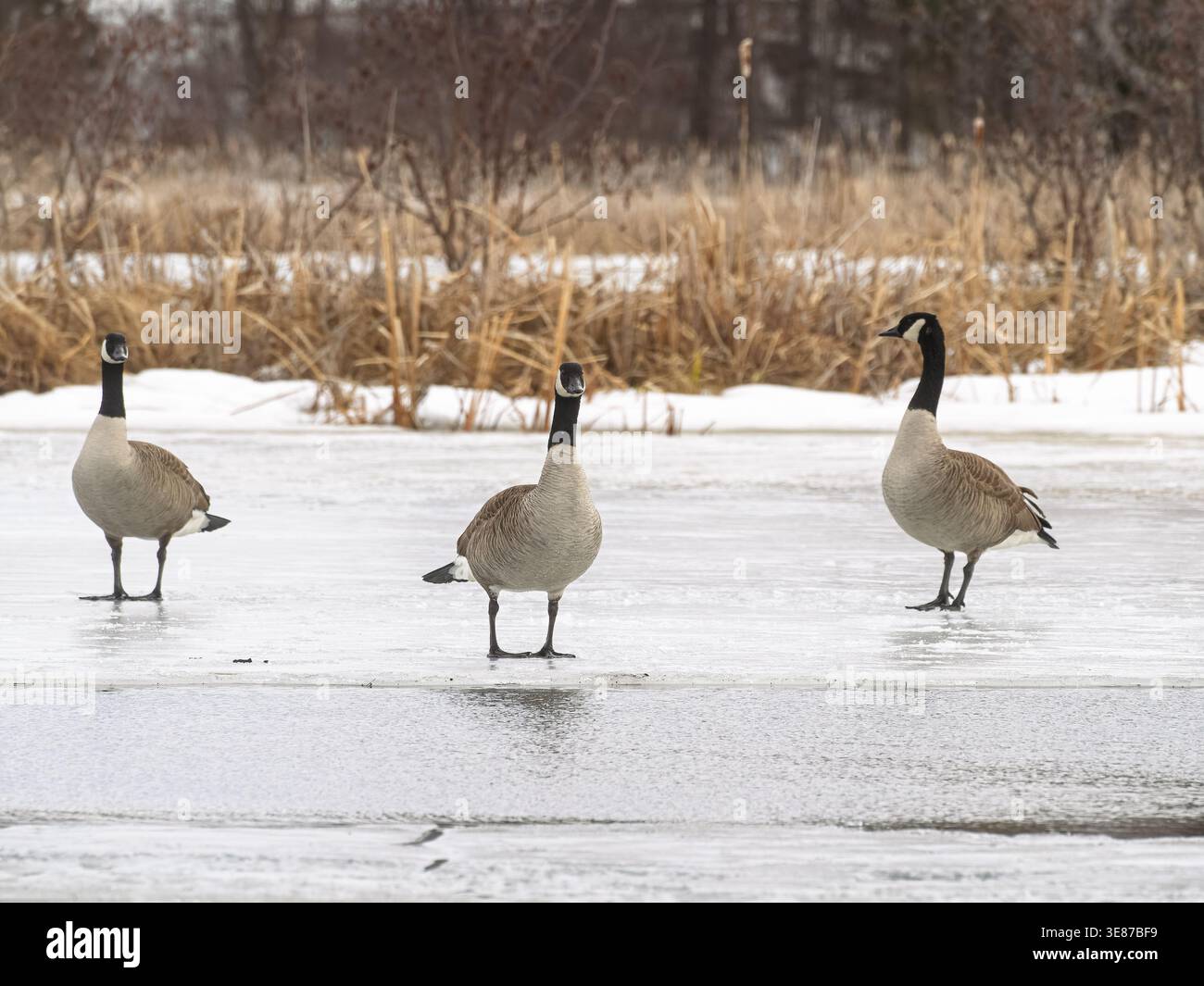 Bernaches du Canada au bord d'un étang partiellement décongelé au début du printemps. Québec, Canada Banque D'Images