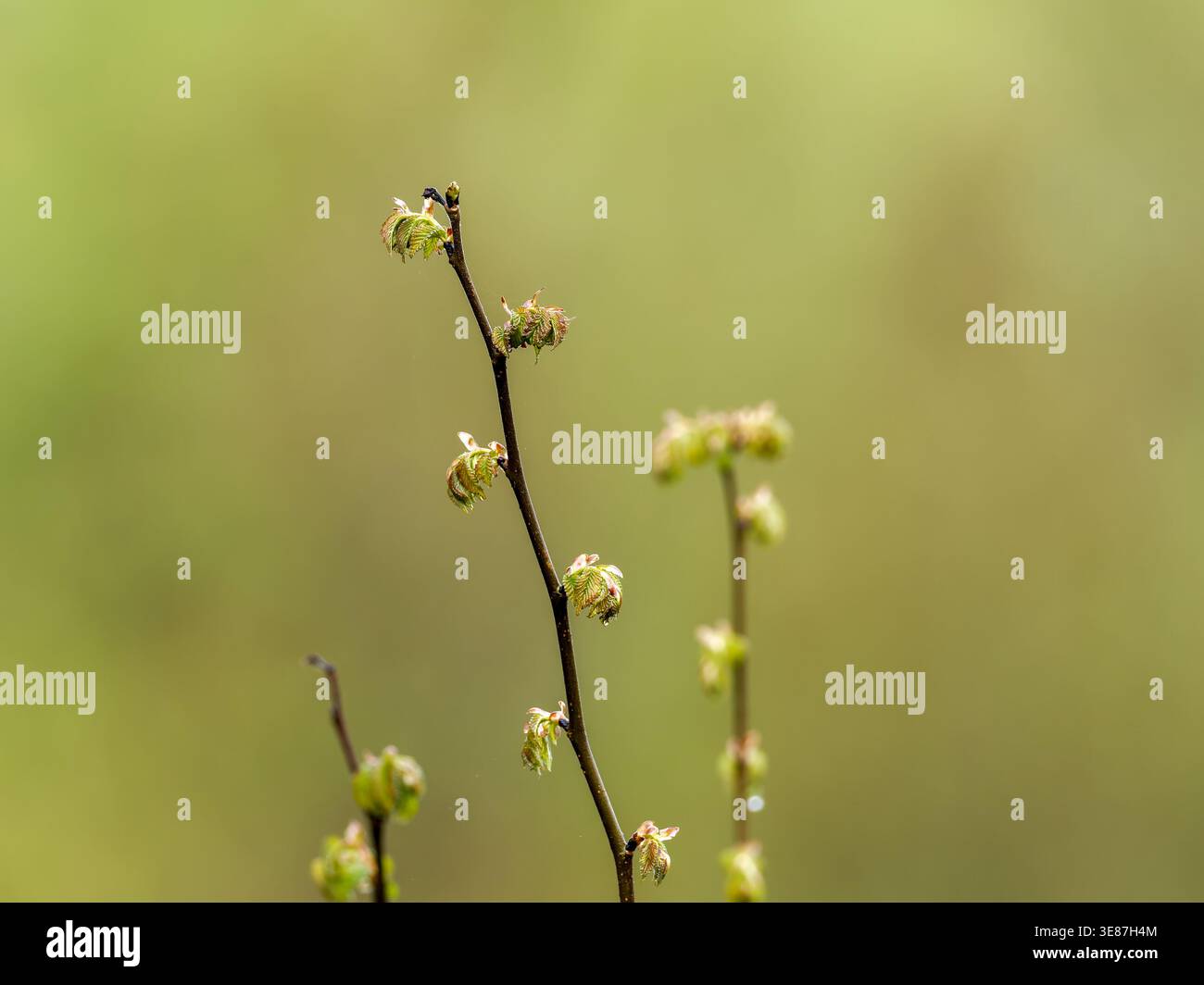 Agrimony (Agrimonia eupatoria) avec des bourgeons en développement dans un cadre naturel, une herbe médicinale qui pousse dans les habitats ruraux européens. Banque D'Images