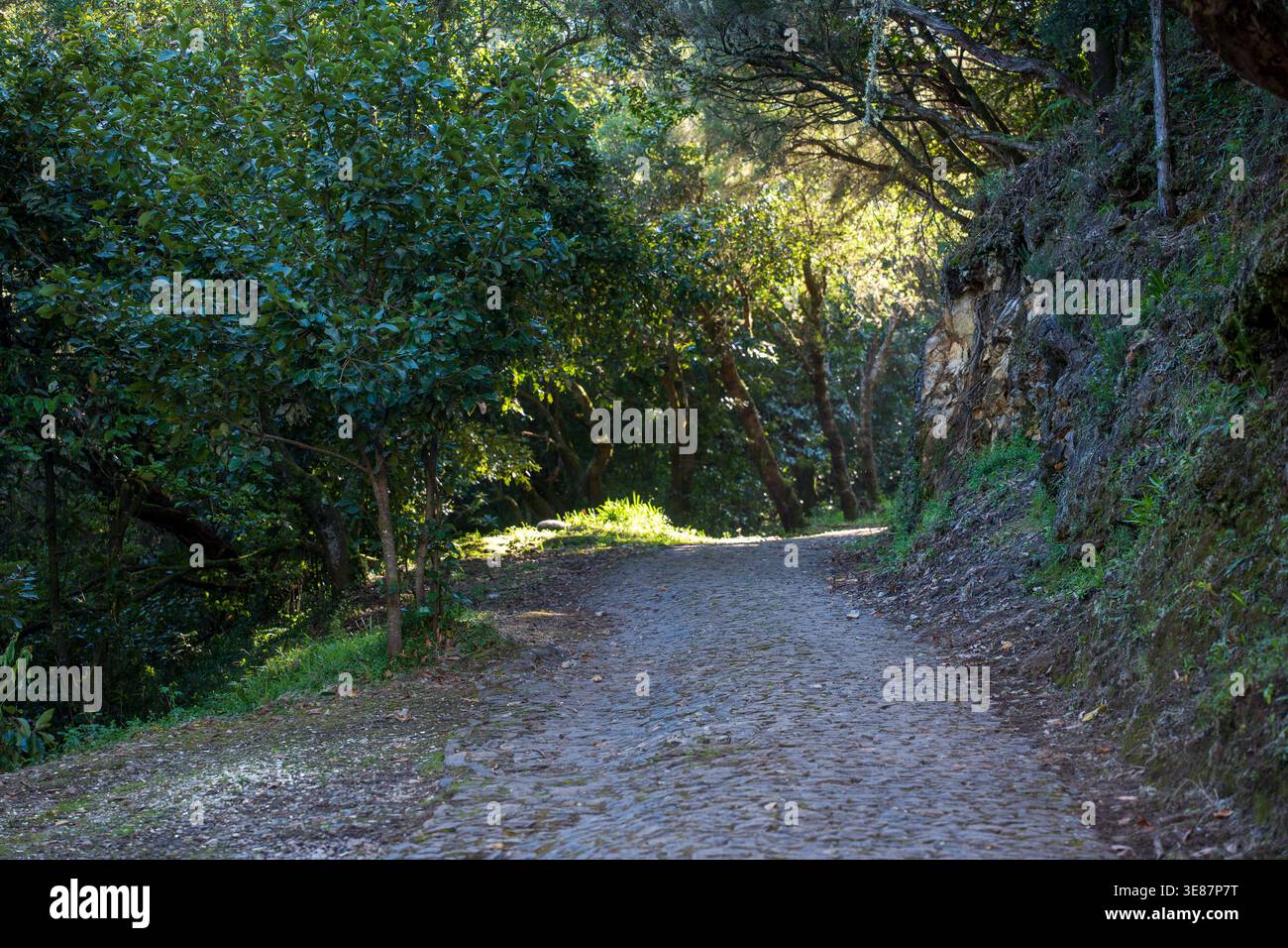 Un chemin pavé serpente à travers le laurier et l'eucalyptus à Madère. La lumière du matin filtre à travers la canopée, avec un remblai mousselé rocheux sur la droite Banque D'Images